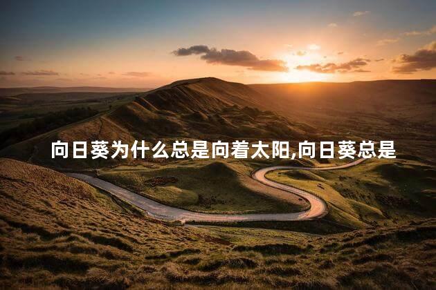 向日葵为什么总是向着太阳，向日葵总是向着太阳是什么原理