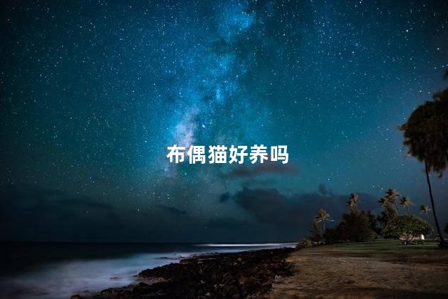 布偶猫好养吗