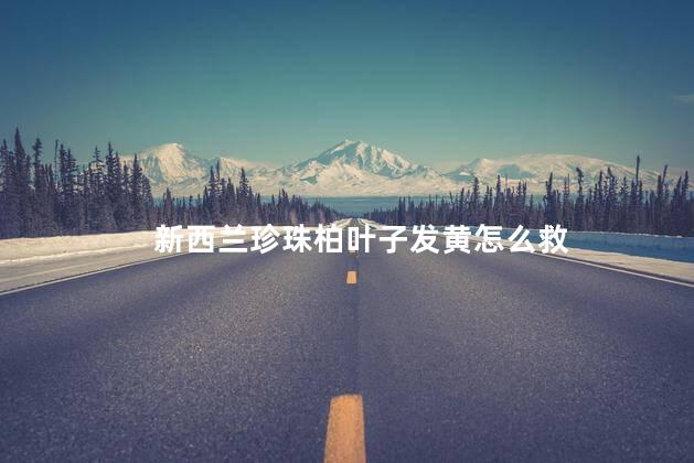 新西兰珍珠柏叶子发黄怎么救