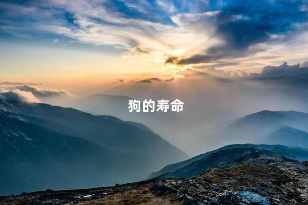 狗的寿命