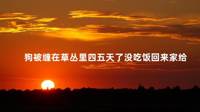 狗被缠在草丛里四五天了没吃饭回来家给它喂食不吃饭怎么回事