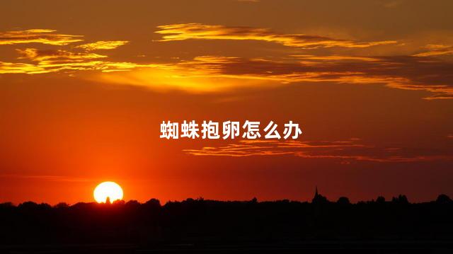 蜘蛛抱卵怎么办